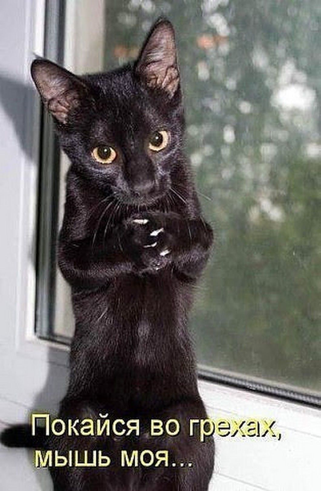 Черный кот демотиватор