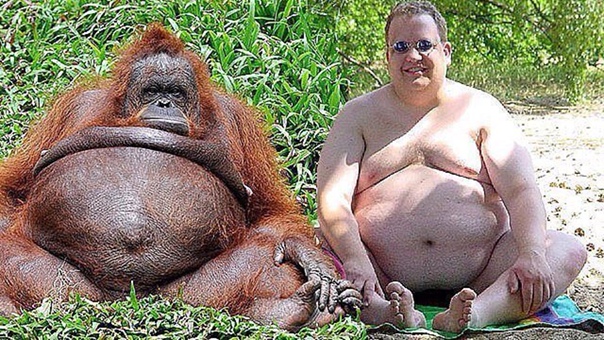 Толстый мужик и толстая обезьяна