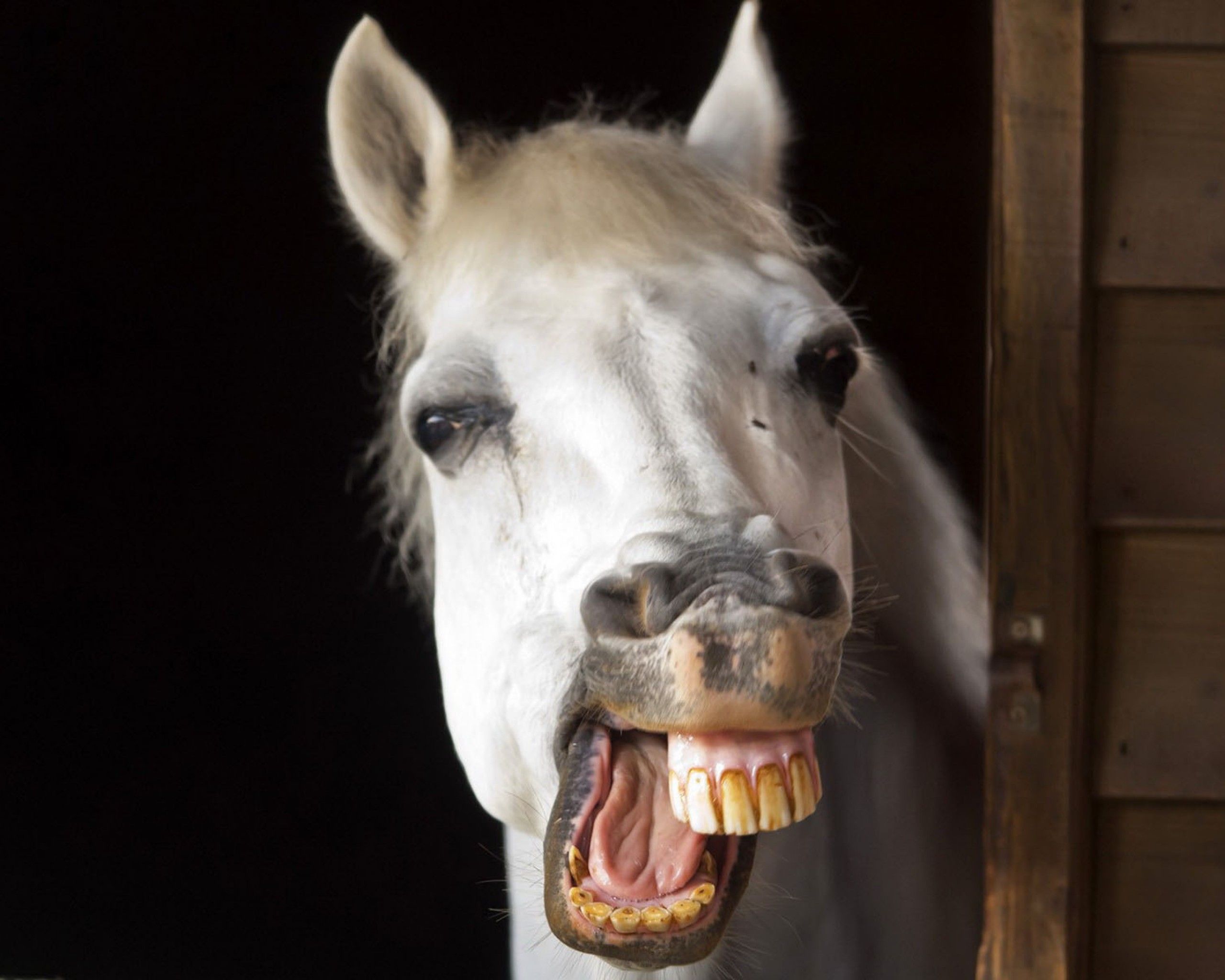 Конь улыбается с зубами