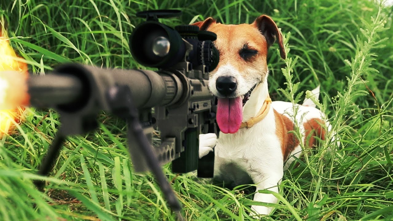 Собака со снайперской