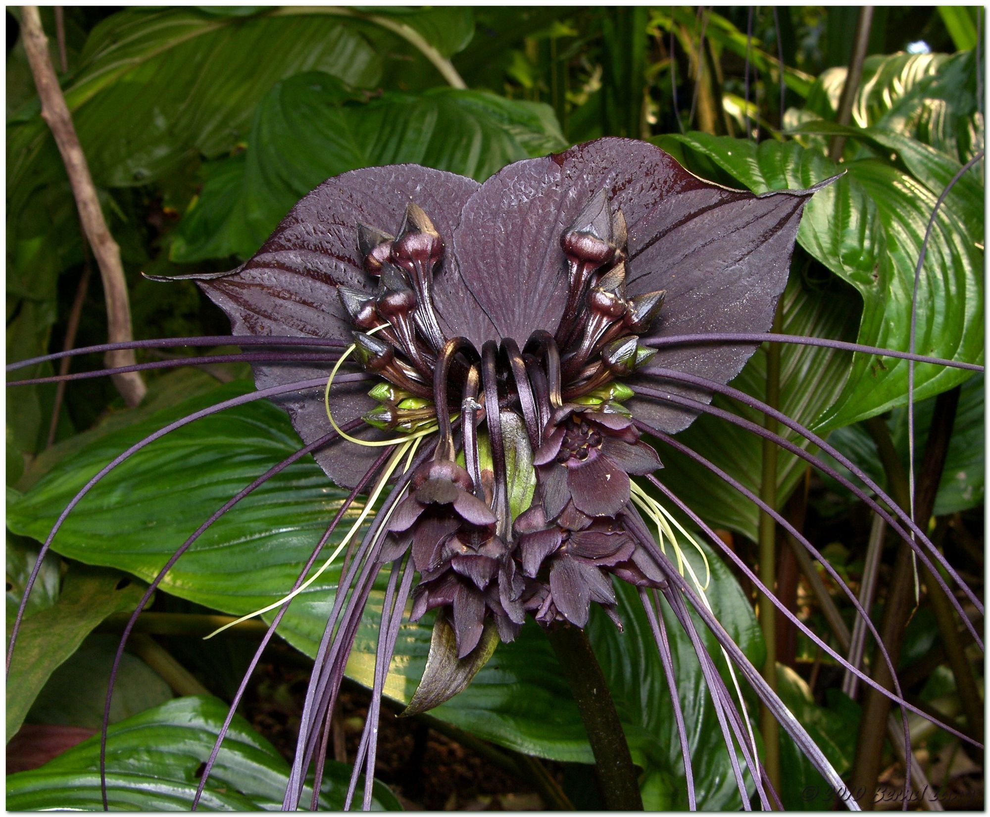 Такка Шантрье (Black bat Flower)