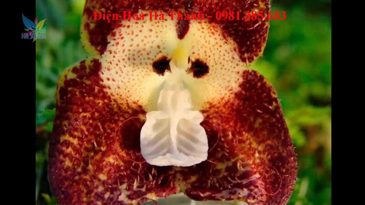 Орхидея-обезьяна Dracula saulii,
