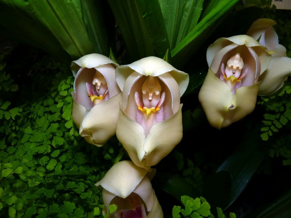Anguloa uniflora Орхидея младенцы