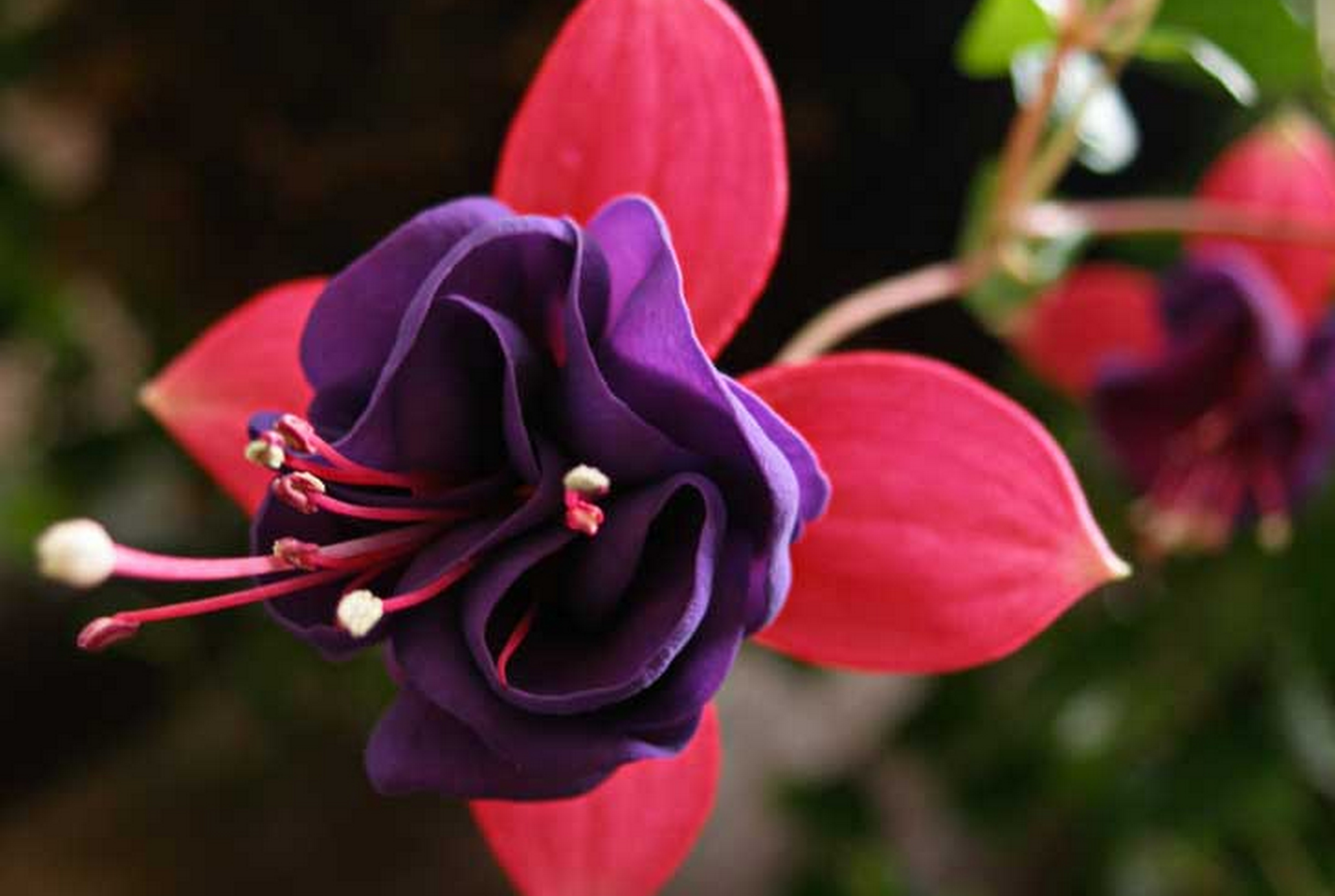 Эхуариус цветок