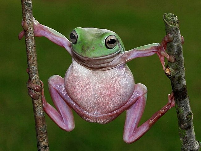 Смешные розовые жабки