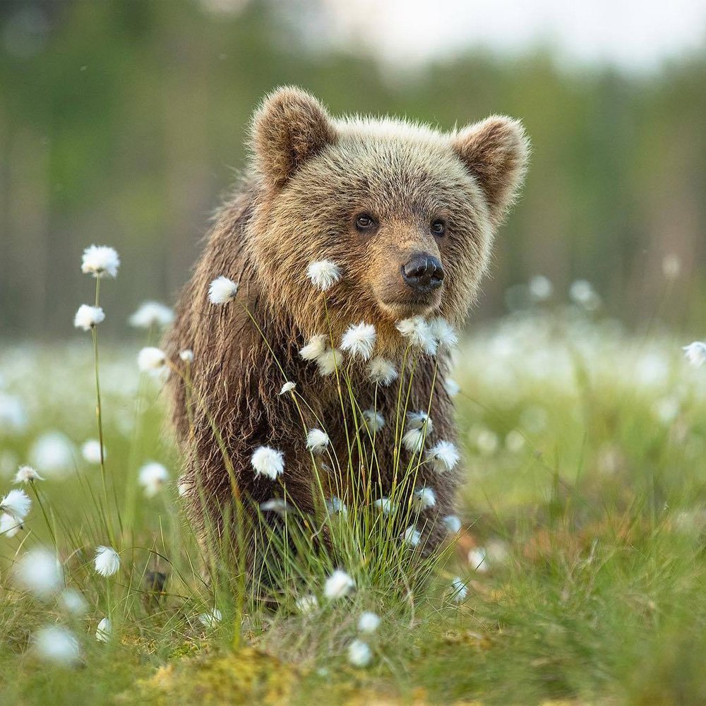 Красивый Медвежонок