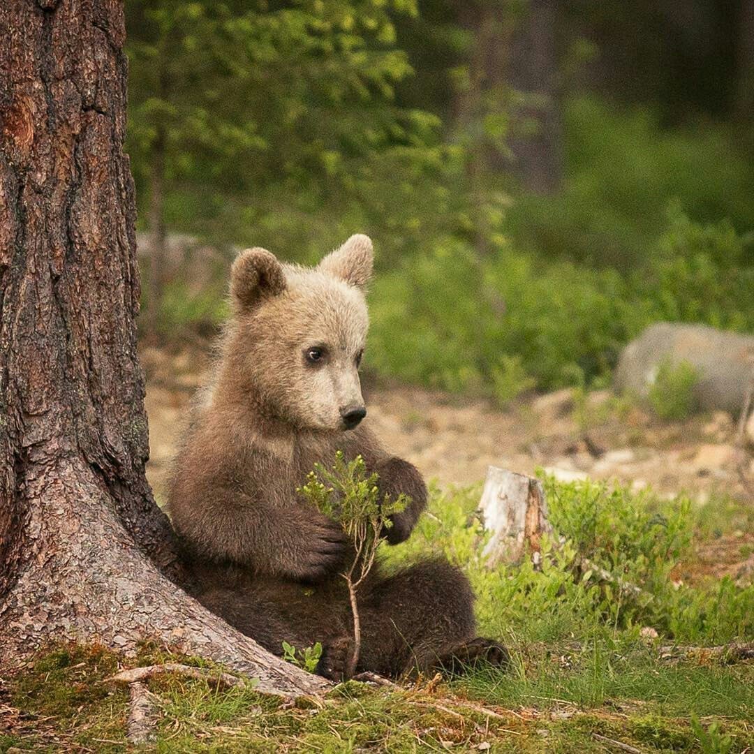 Медвежонок в лесу