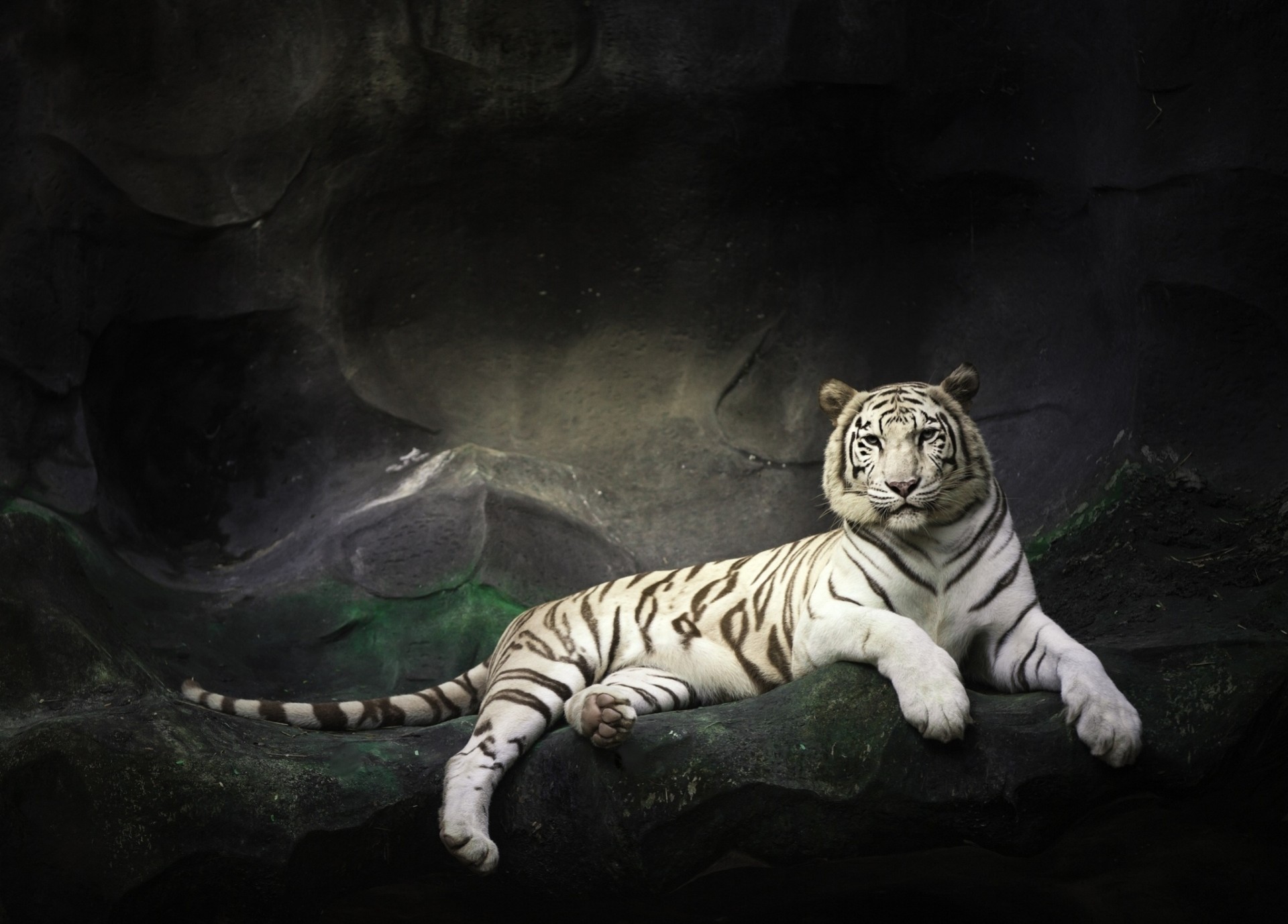Гогоненков белый тигр