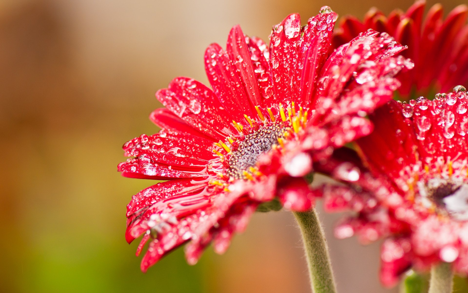 Макросъемка красный цветок