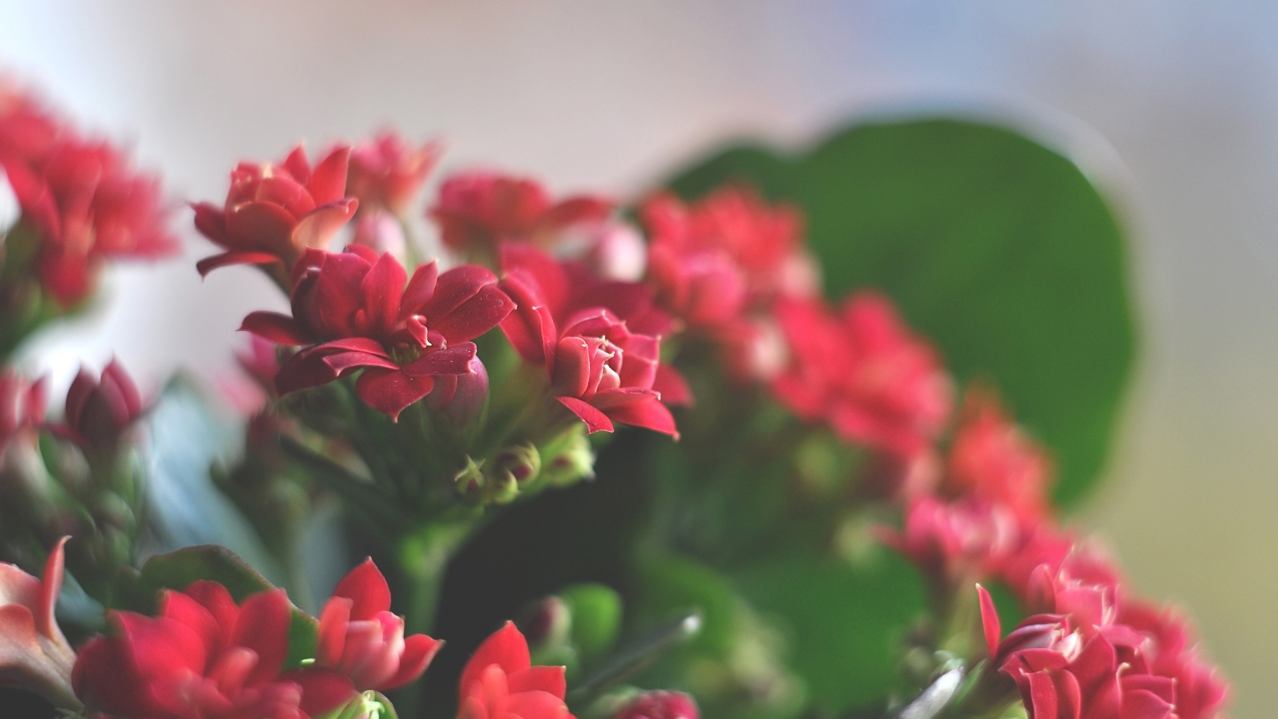 Цветок с маленькими красными цветочками