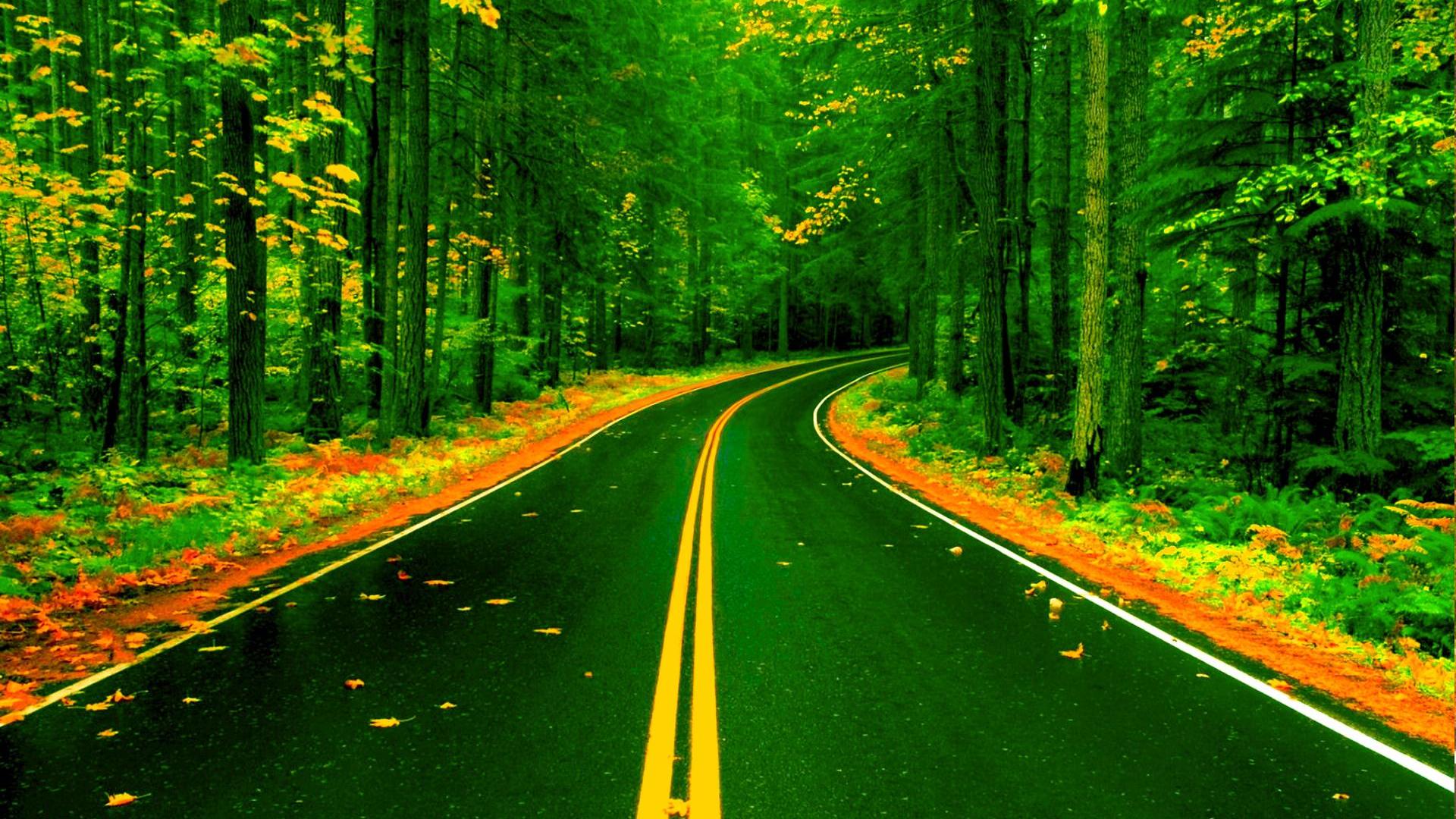 Красивая дорога в лесу
