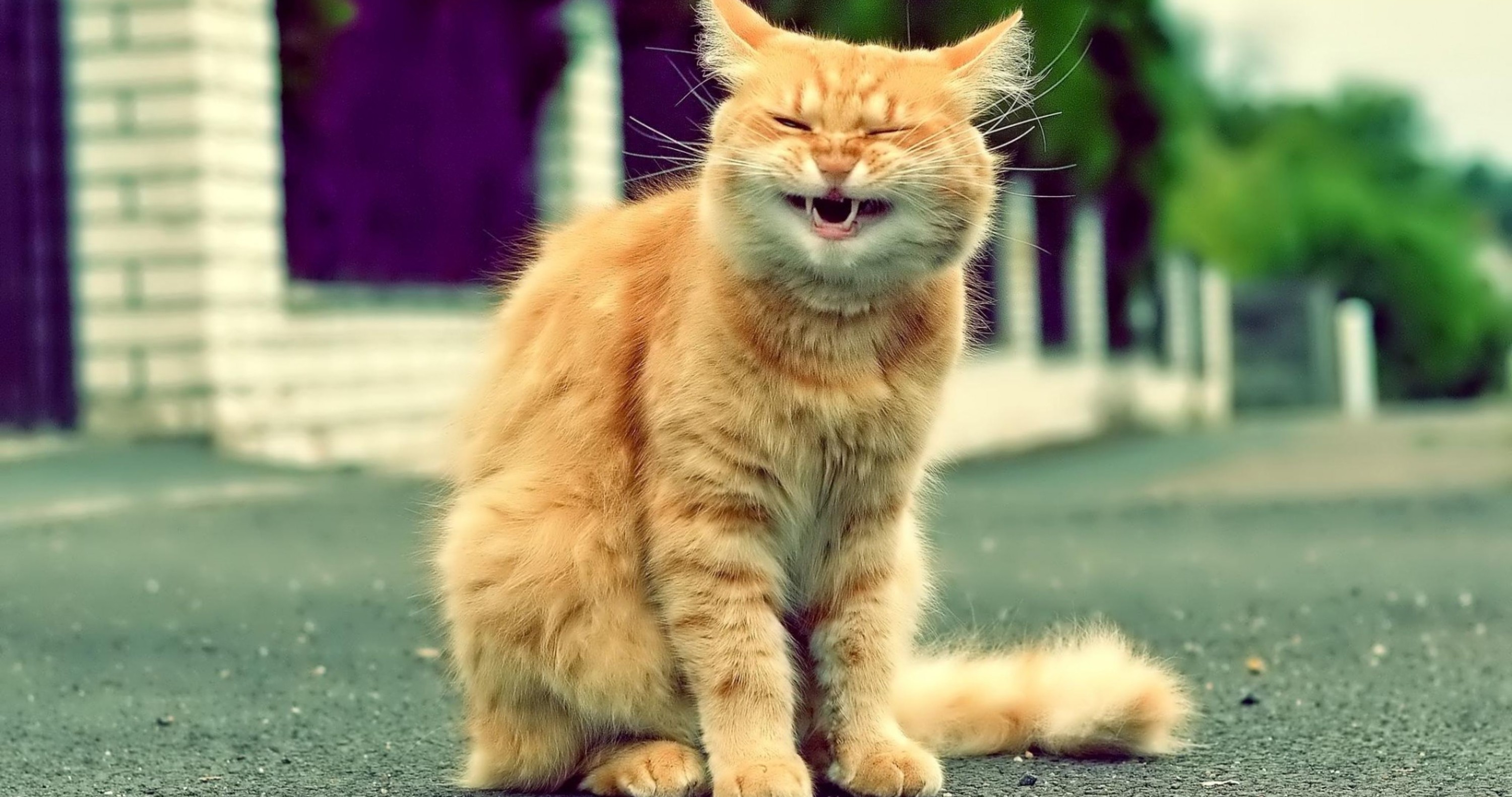 Рыжий кот смеется