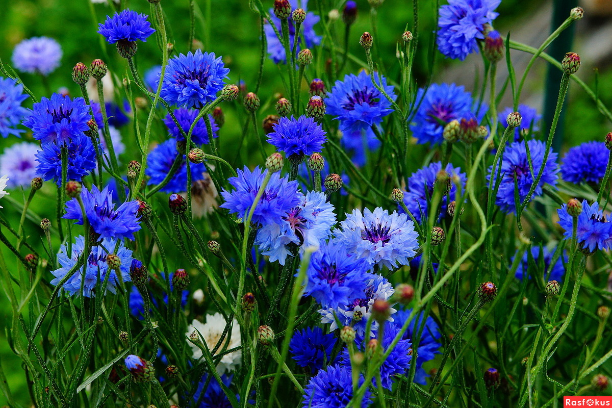 Василёк синий цветки