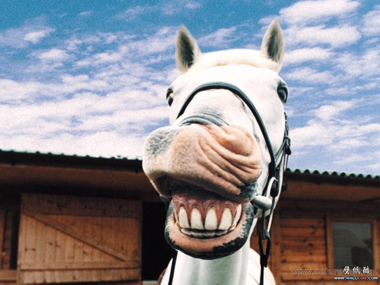 Лошадь улыбается зубами