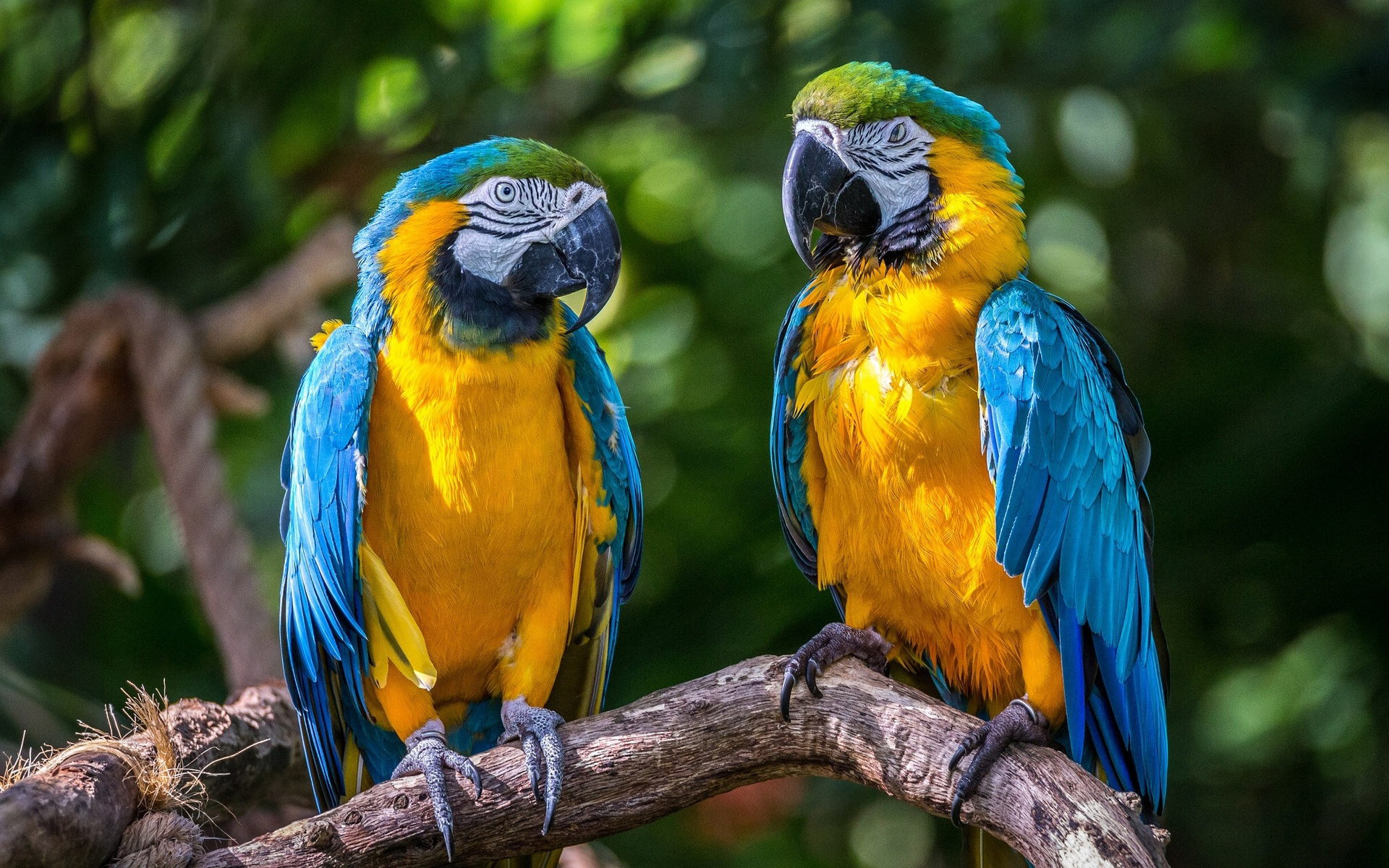 Попугай ара сине-жёлтый (Ara ararauna)