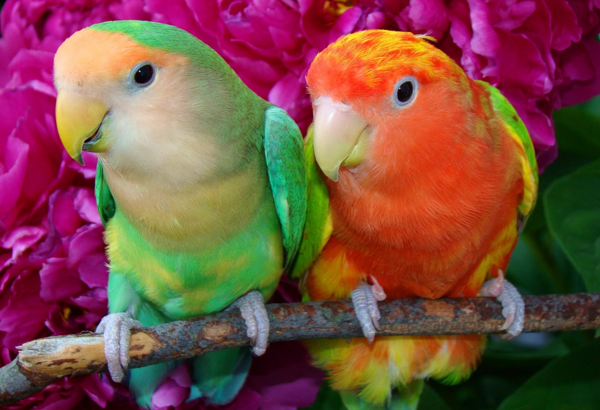 Неразлучники попугаи розовые