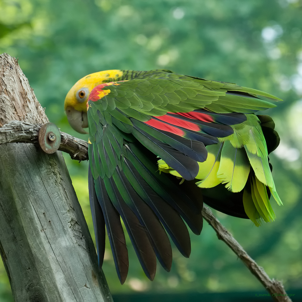 Попугай амазонский ара
