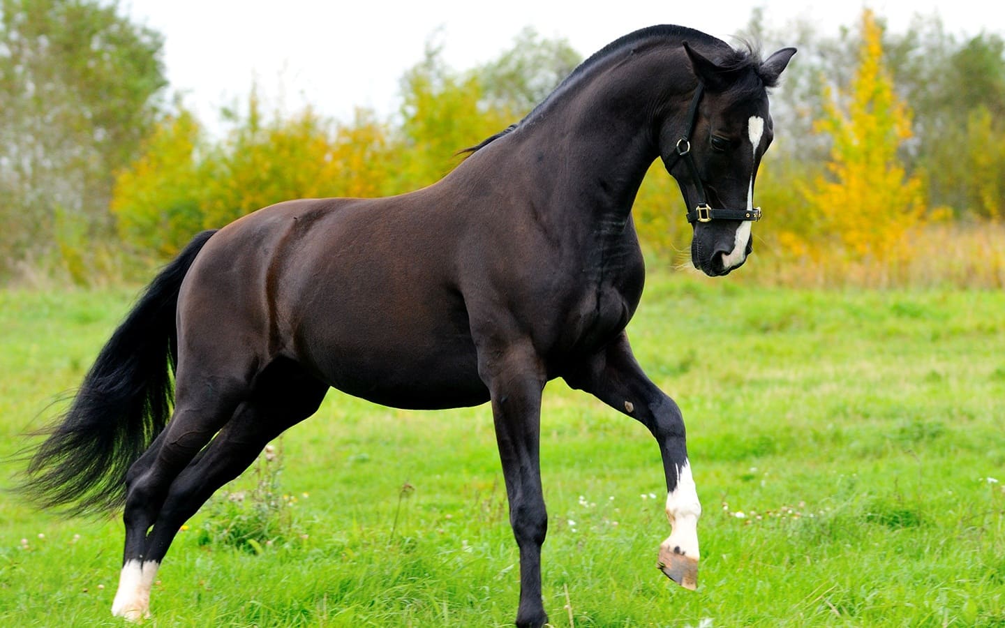 Азорская порода лошади