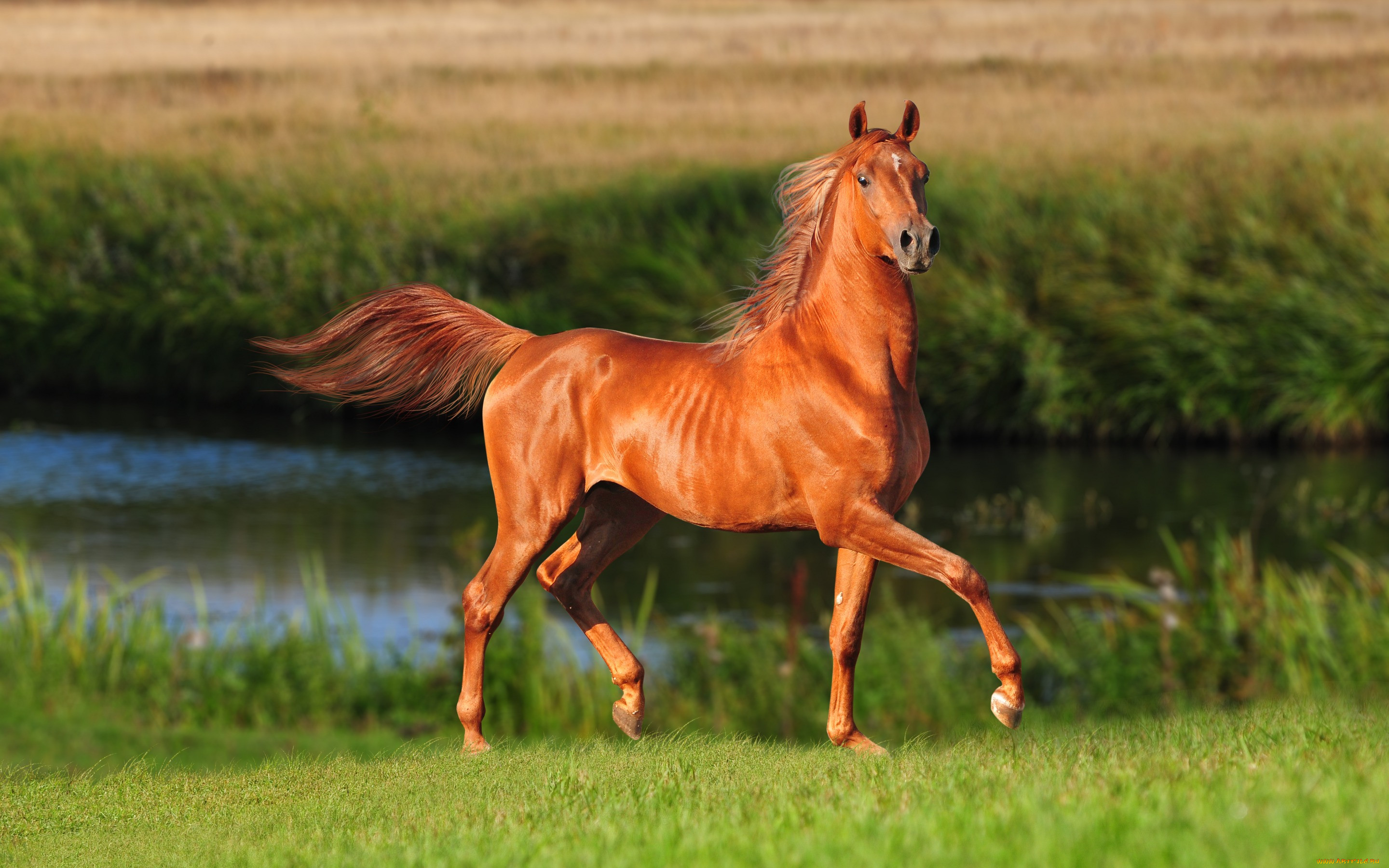 Рыжая масть лошади фото