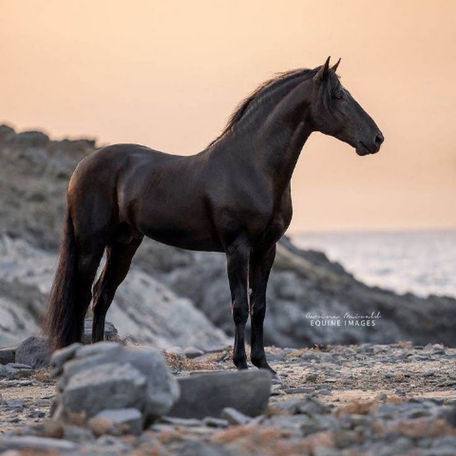 лошадь фото красивые - 9061549