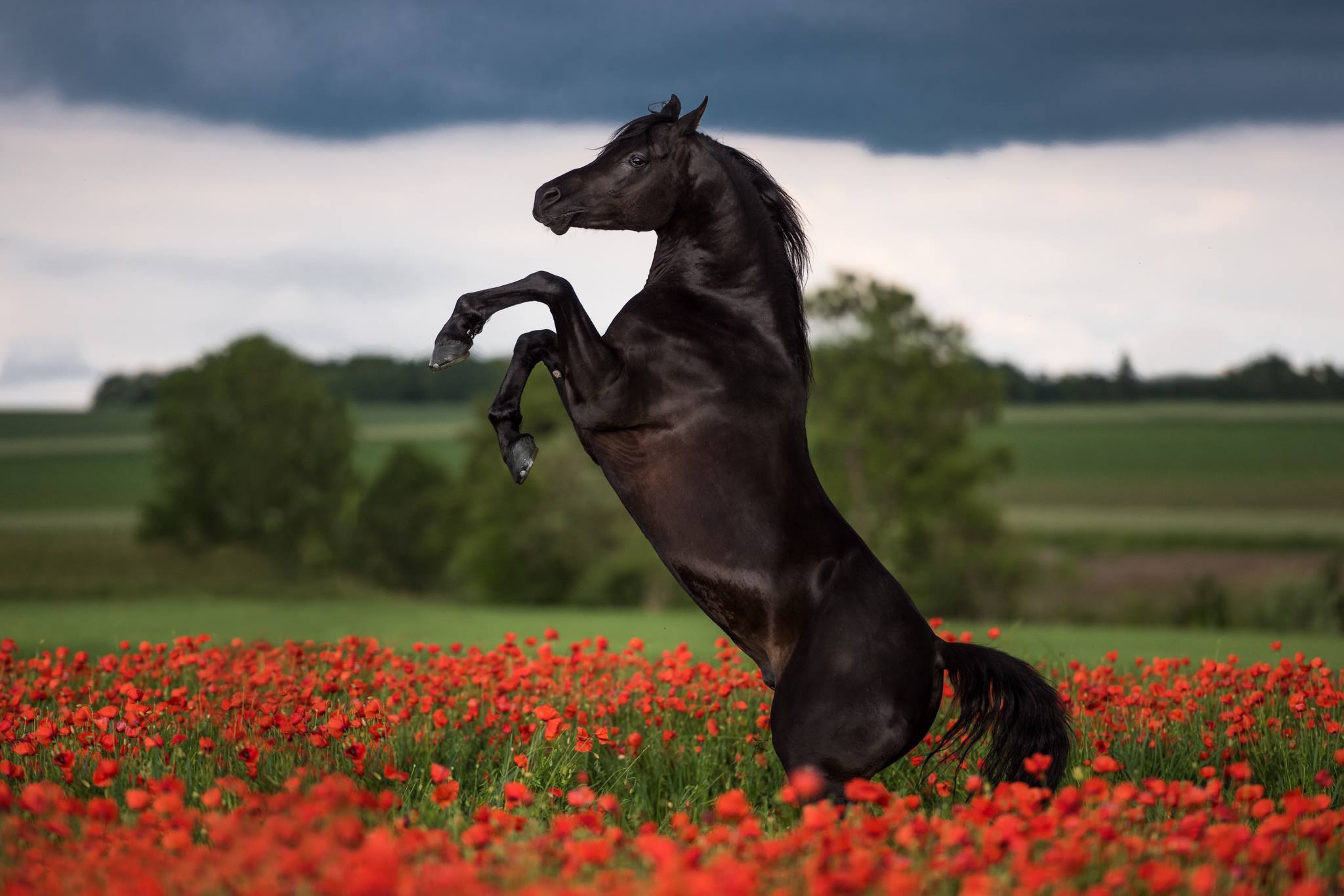 Черный Мустанг конь