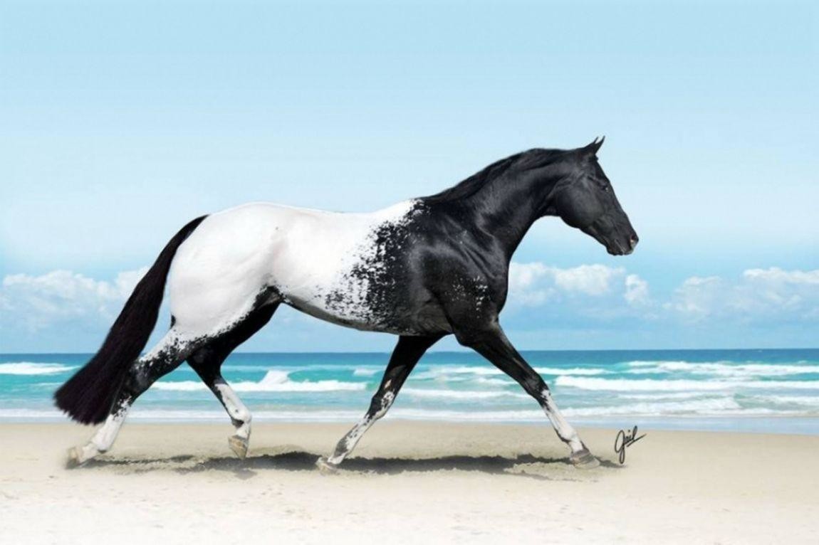 Фото лошадей породы Аппалуза