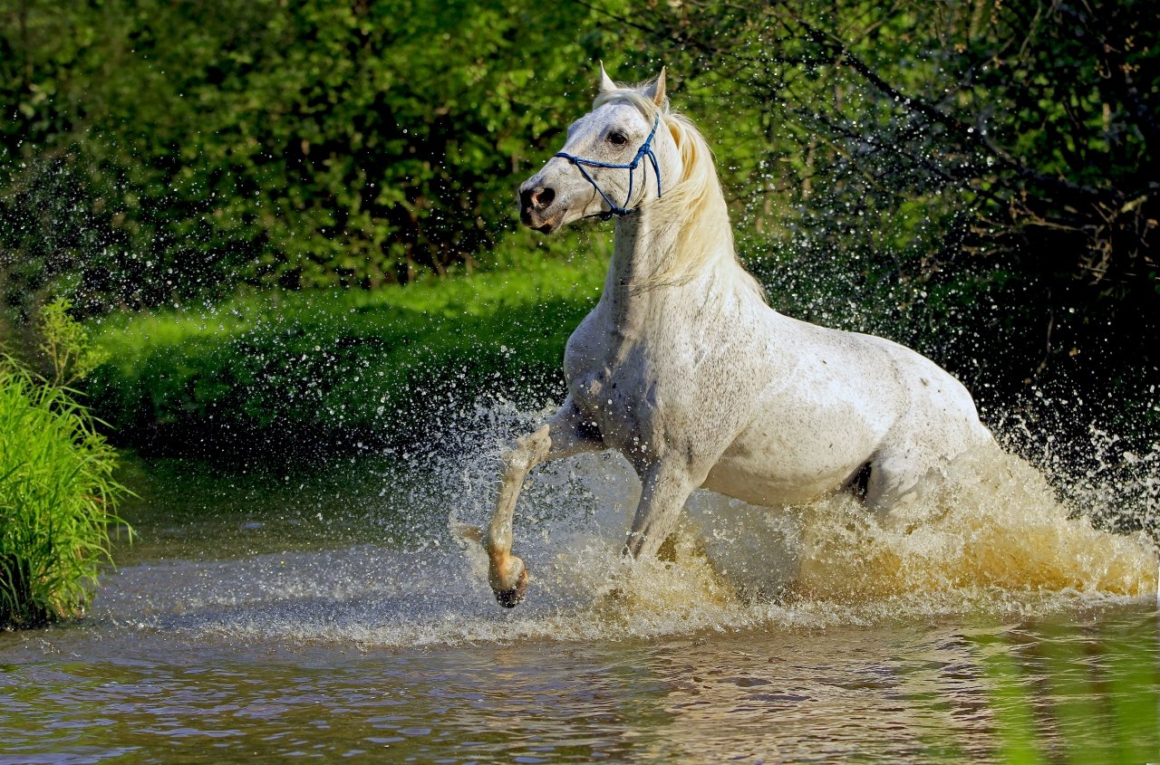 Красивые лошади в воде