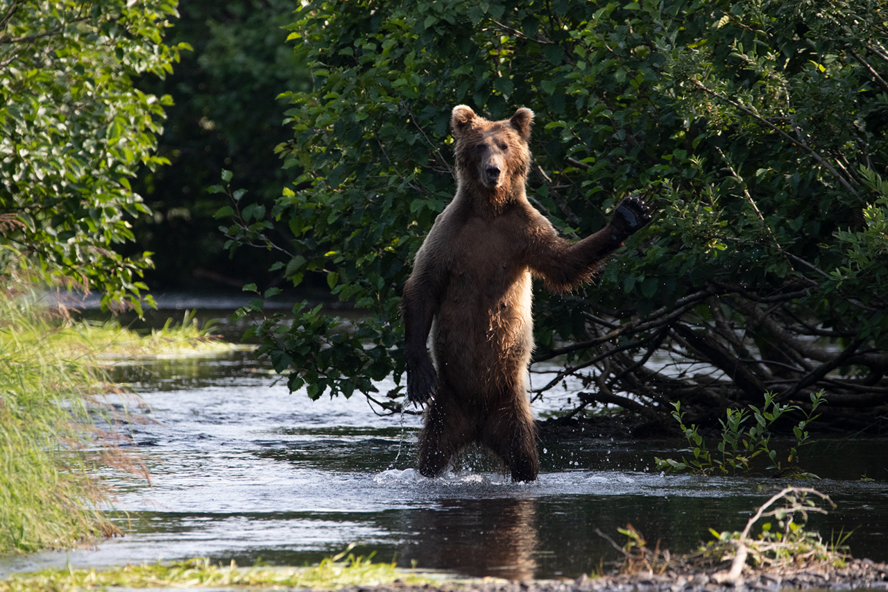 Comedy Wildlife Photography Awards 2020 медведь