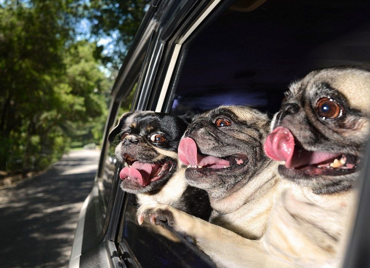 3 Собаки в машине
