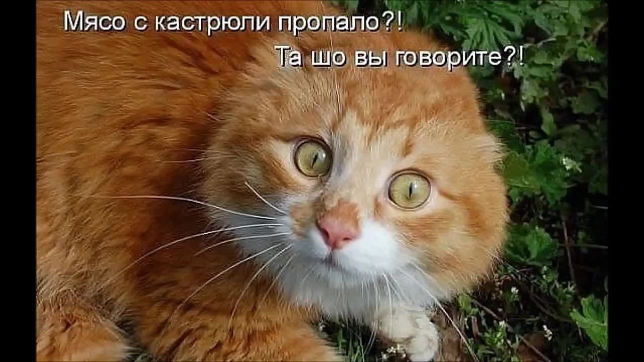 Рыжий кот и смешная надпись