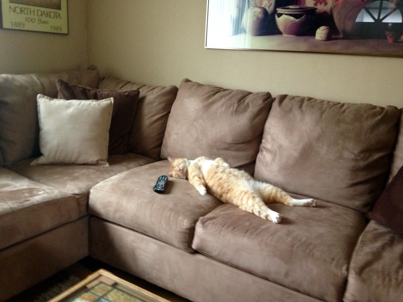 Кошечка отдыхает на диване