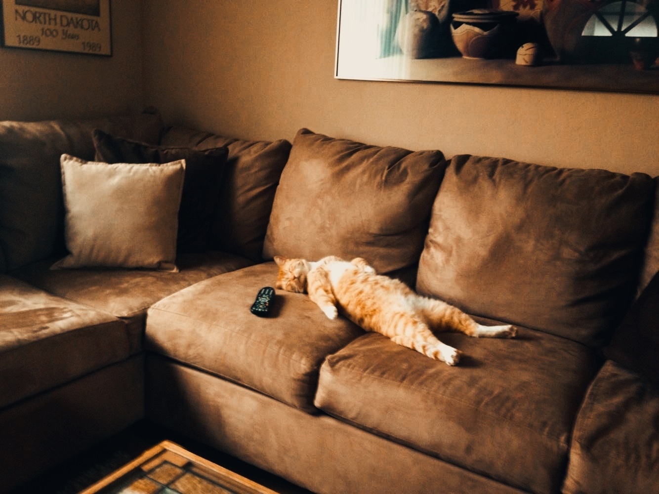 Кот отдыхает на диване