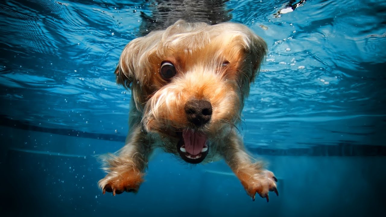 Собака в воде