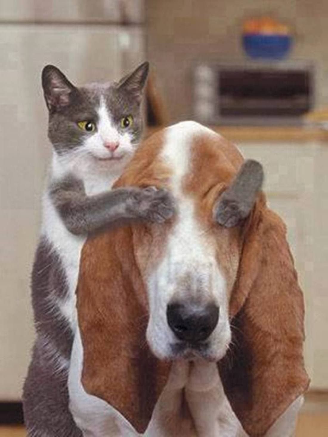 Кот и собака приколы