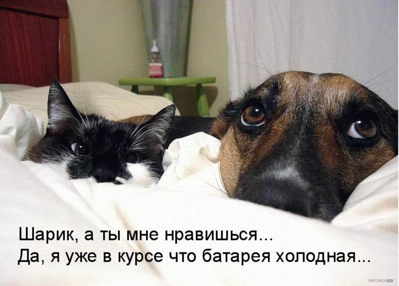 Анекдоты про кошек и собак