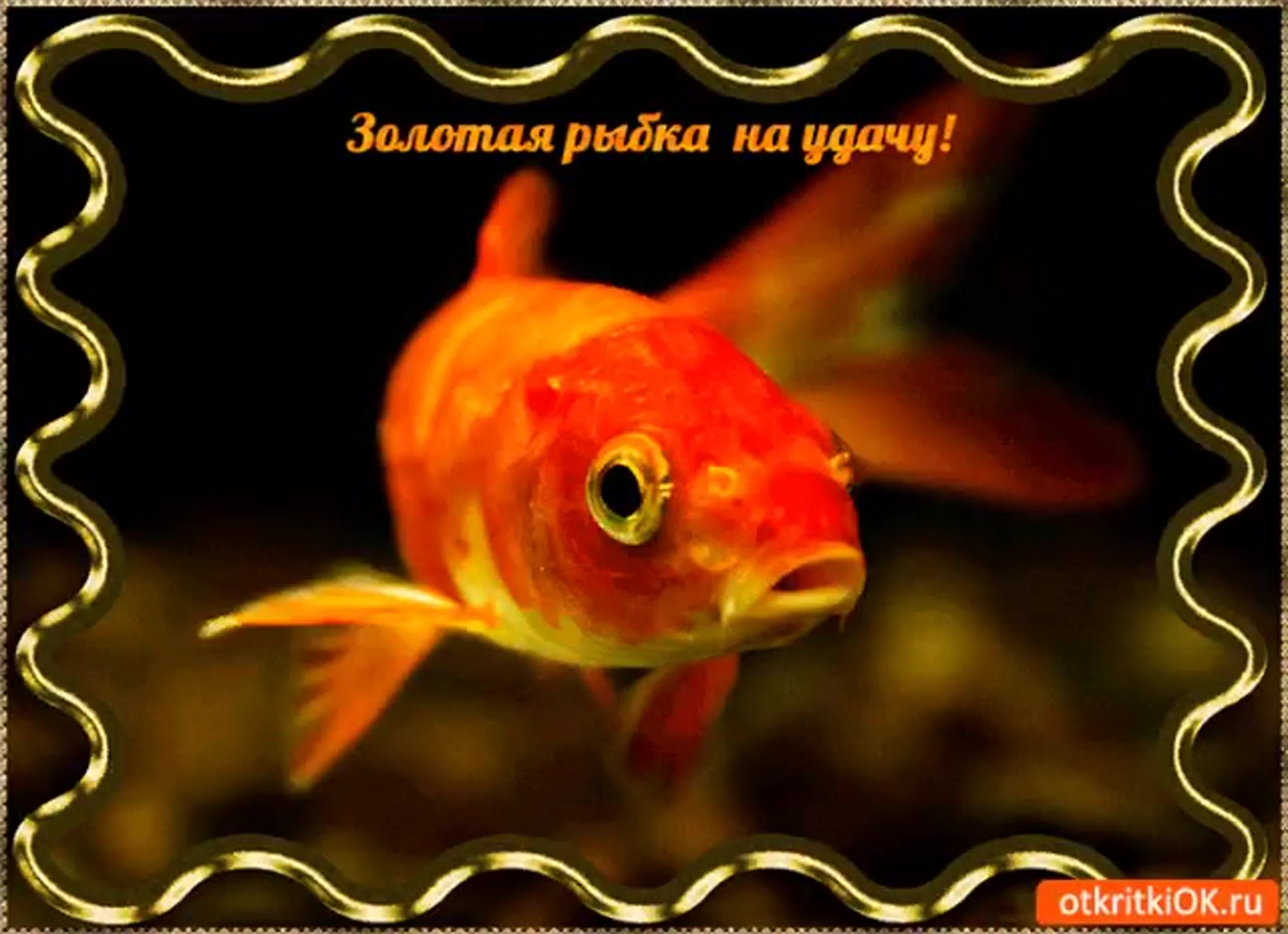 Золотая рыбка открытка