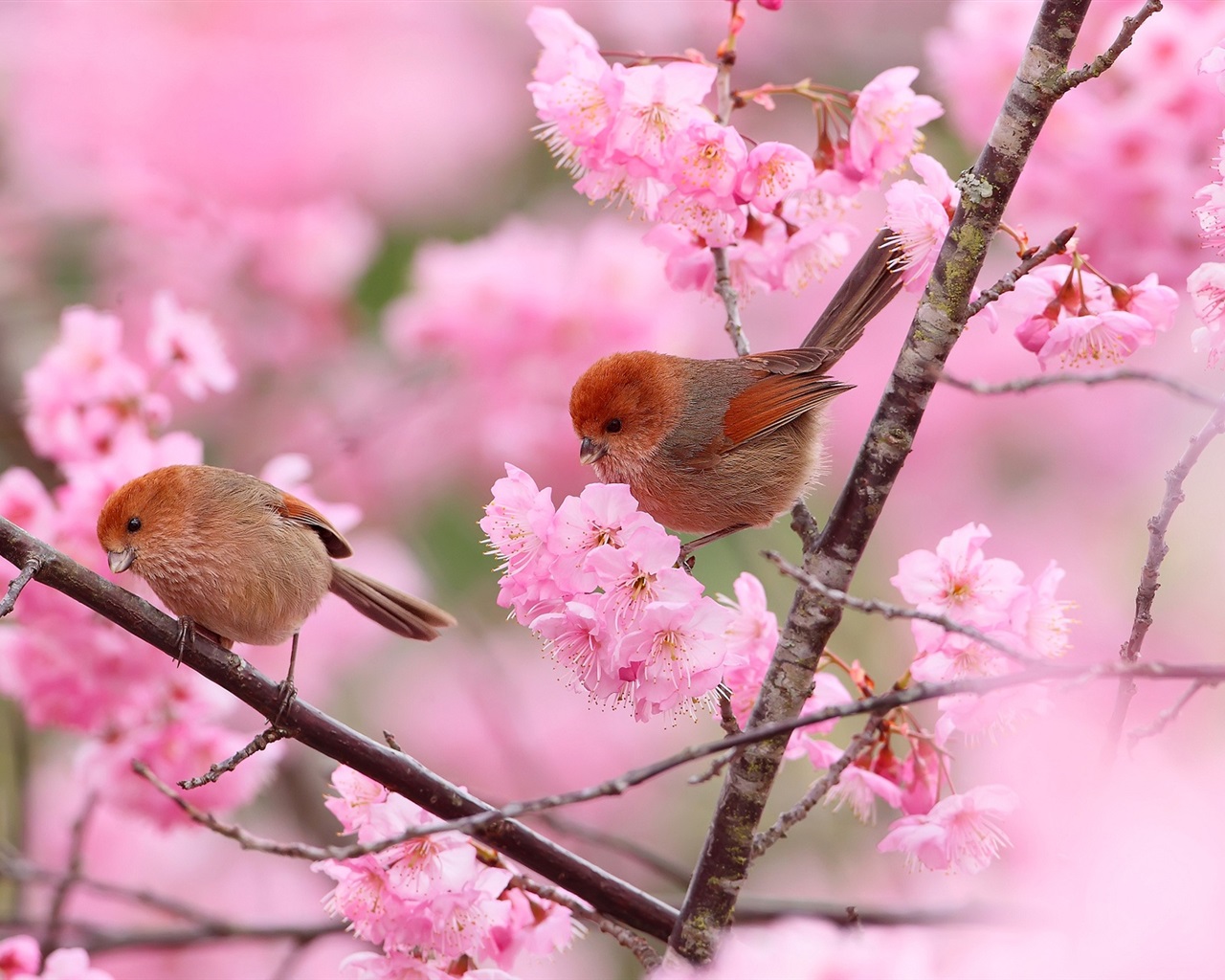 Птицы в цветущем саду