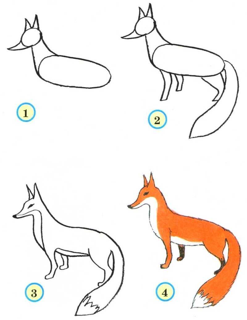 Этапы рисования лисы