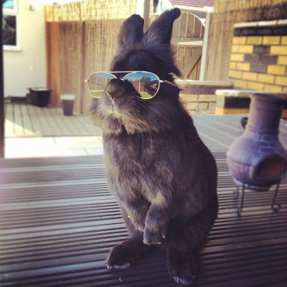 Крутой заяц в очках