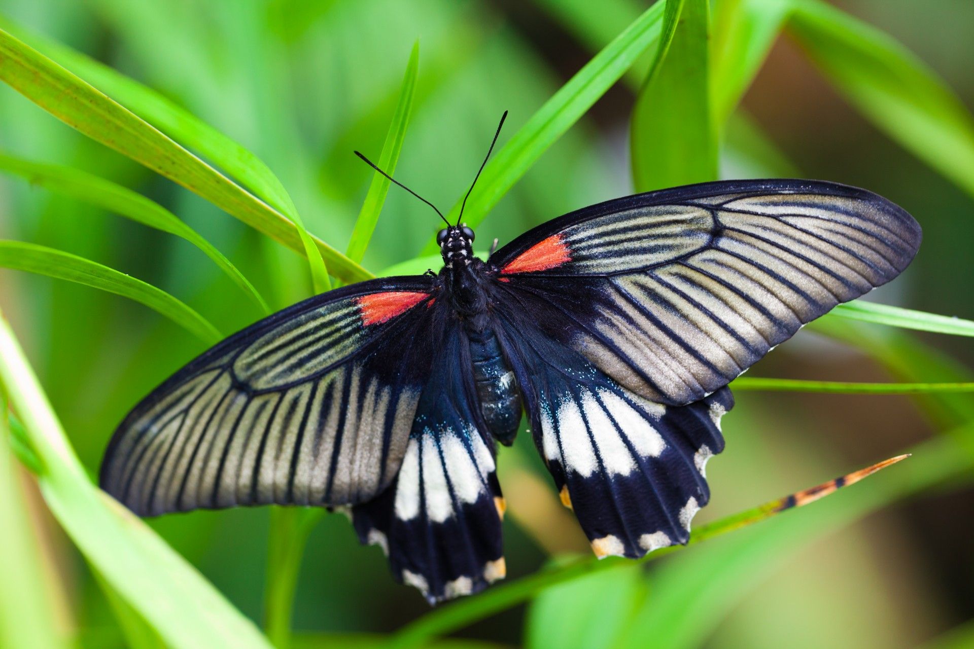 Черная Тропическая бабочка