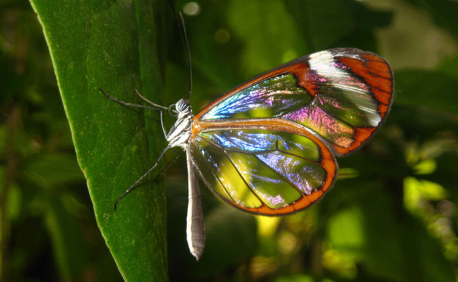 Стеклянная бабочка Greta Oto