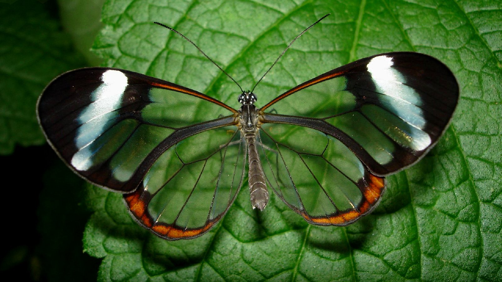Стеклянная бабочка Грета ото