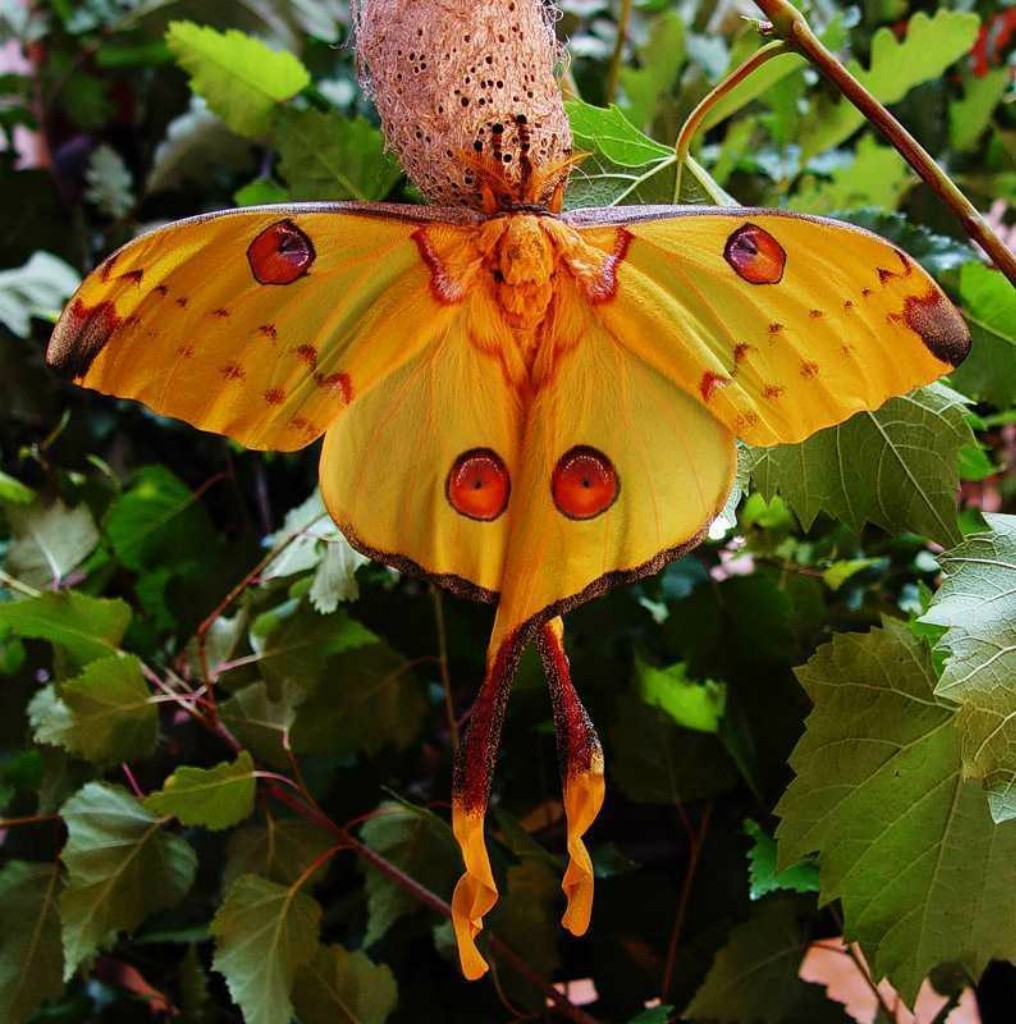 Бабочка Мадагаскарская Комета (Сатурния Мадагаскарская) (Argema mittrei)