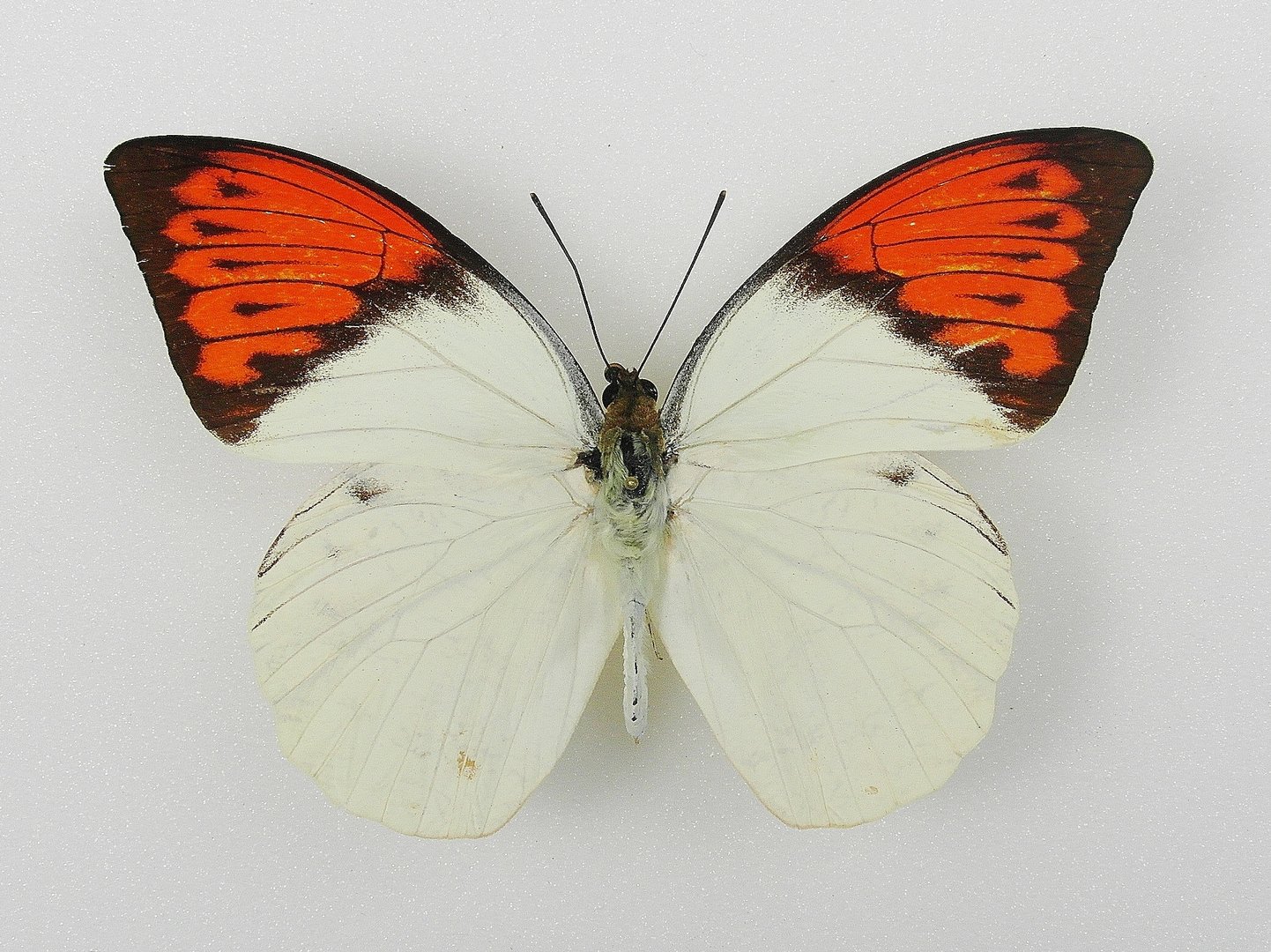 Бабочка Гебомоя главк (Hebomoia glaucippe)