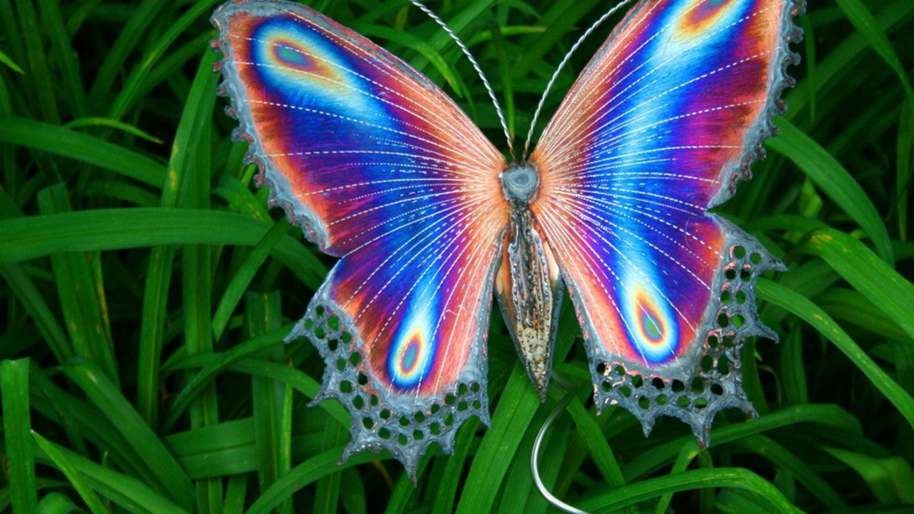 Необычные расцветки бабочек