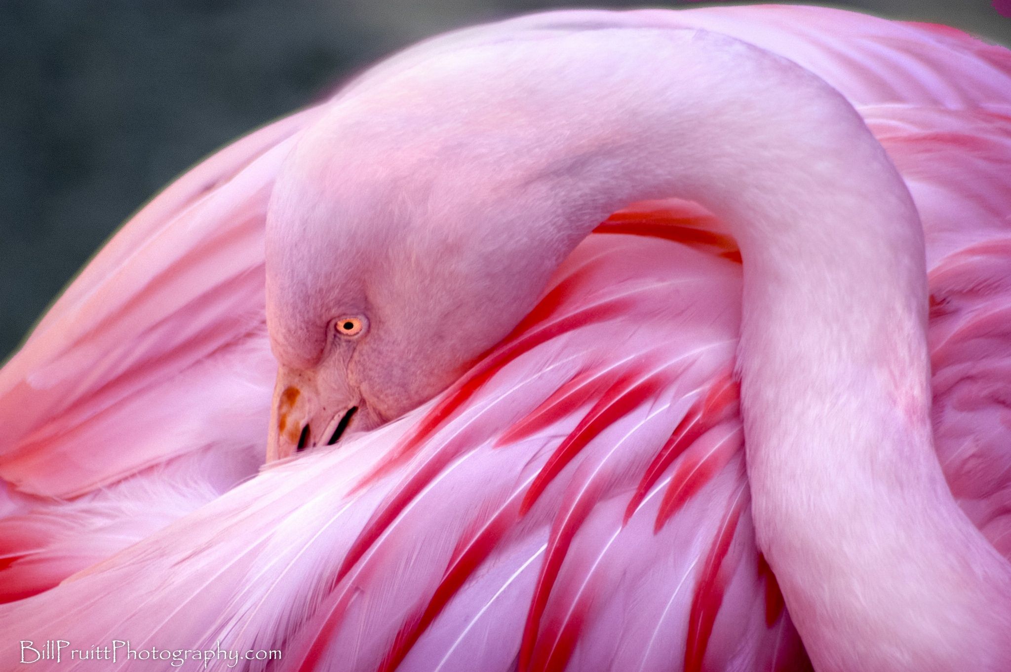 Фламинго фото