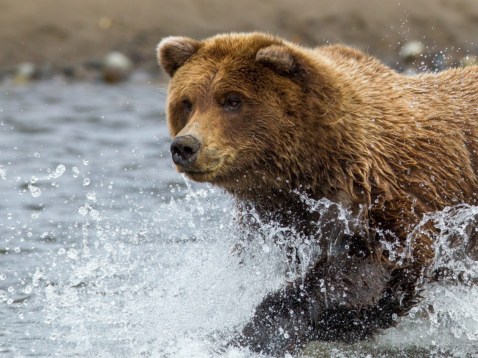 Бурый медведь в реке