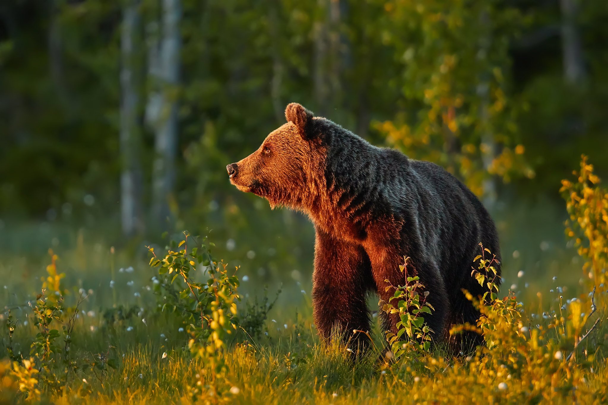 Бурый медведь в профиль