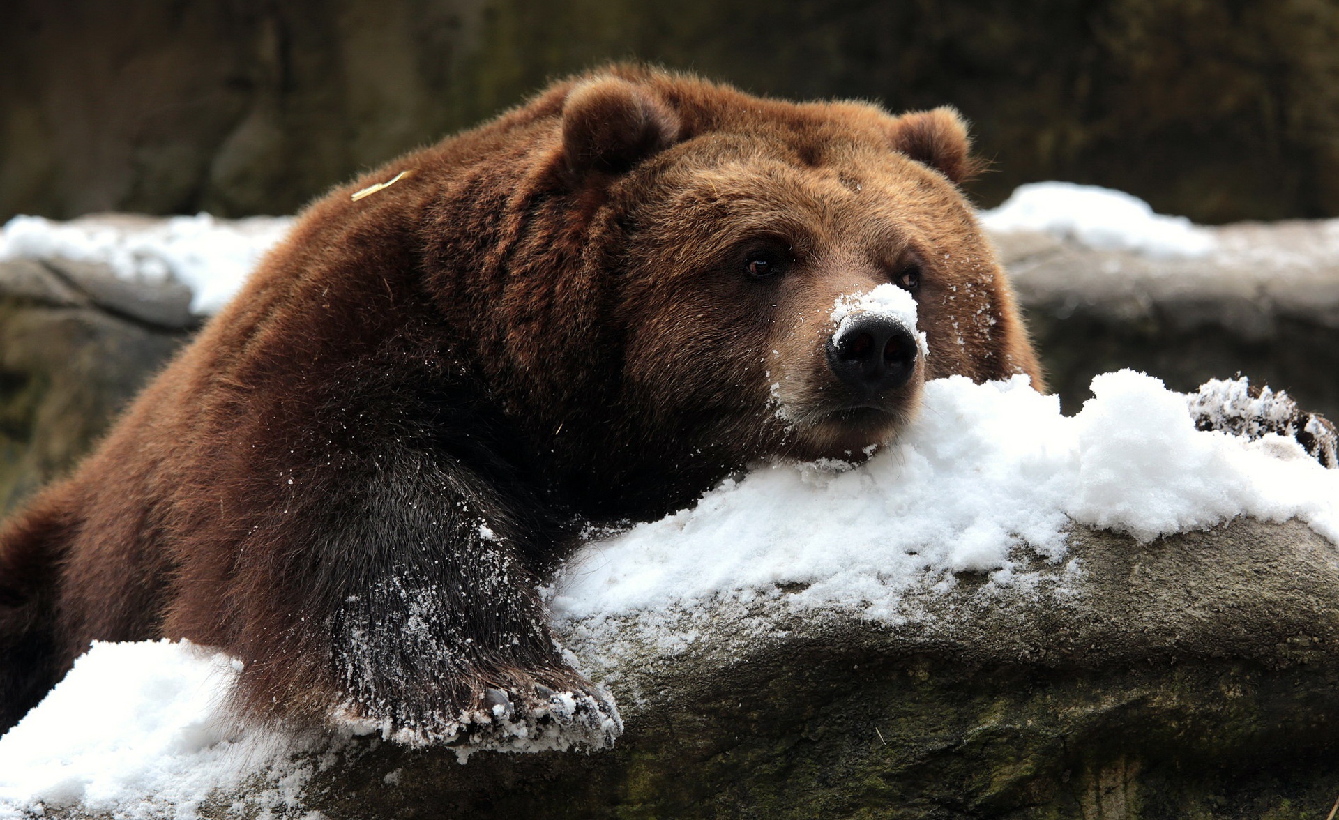 Бурый медведь Нижегородской области