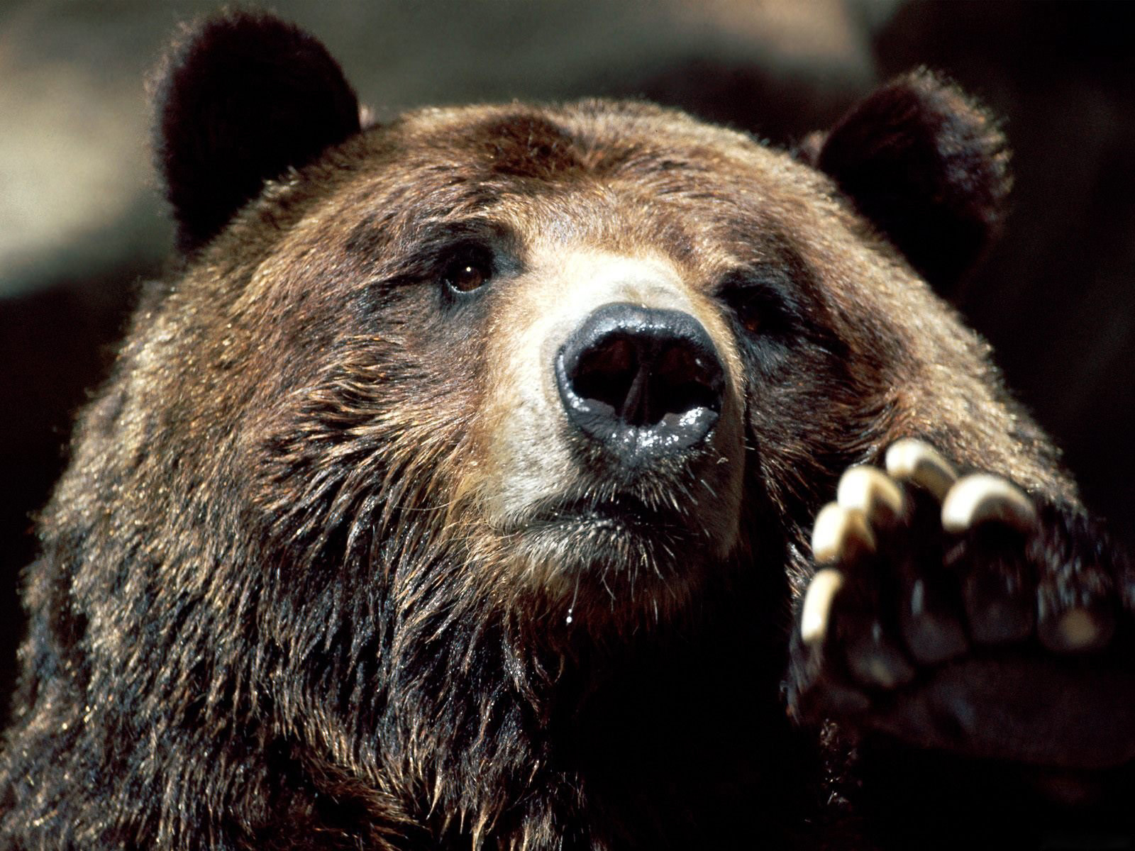 Бурый медведь символ России